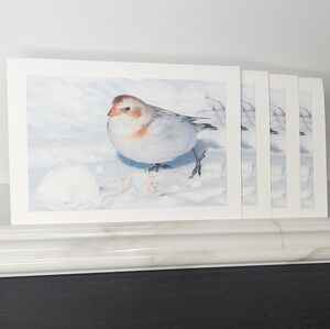 4  **Cute** Snow Bunting Matte Finish Blank Photo Cards
